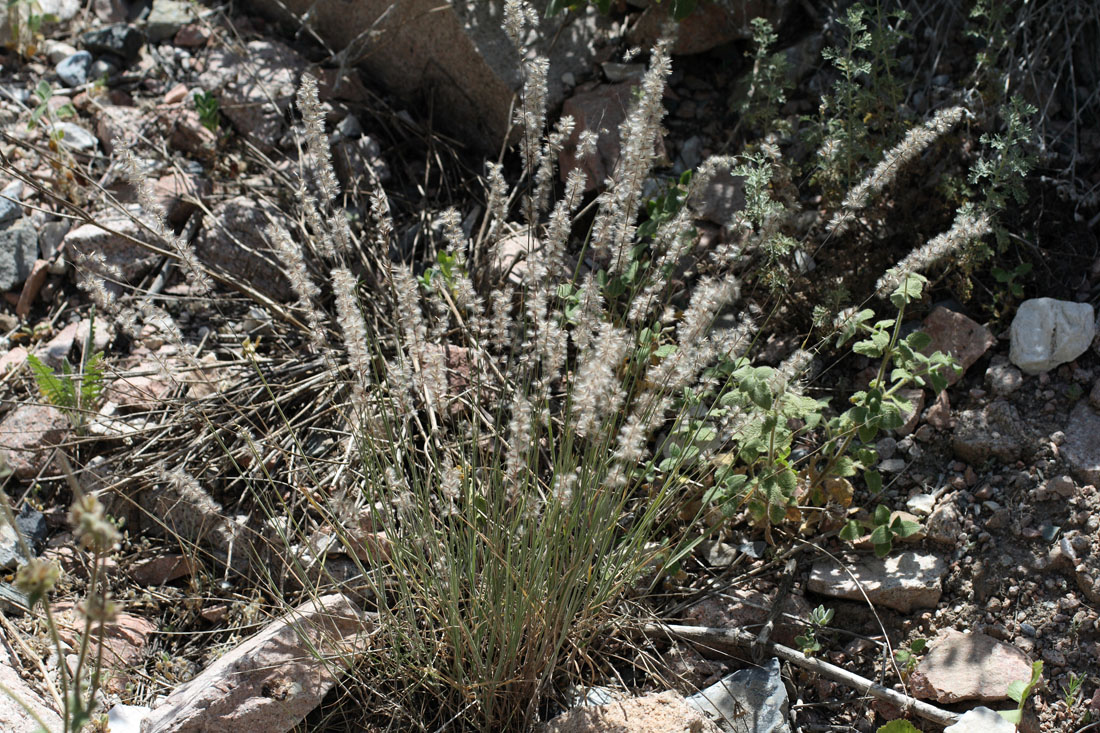 Image of Melica jacquemontii specimen.