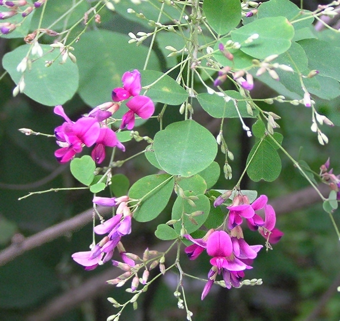 Image of Lespedeza bicolor specimen.