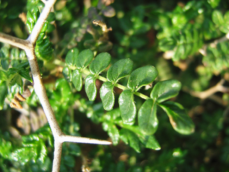 Изображение особи Sarcopoterium spinosum.