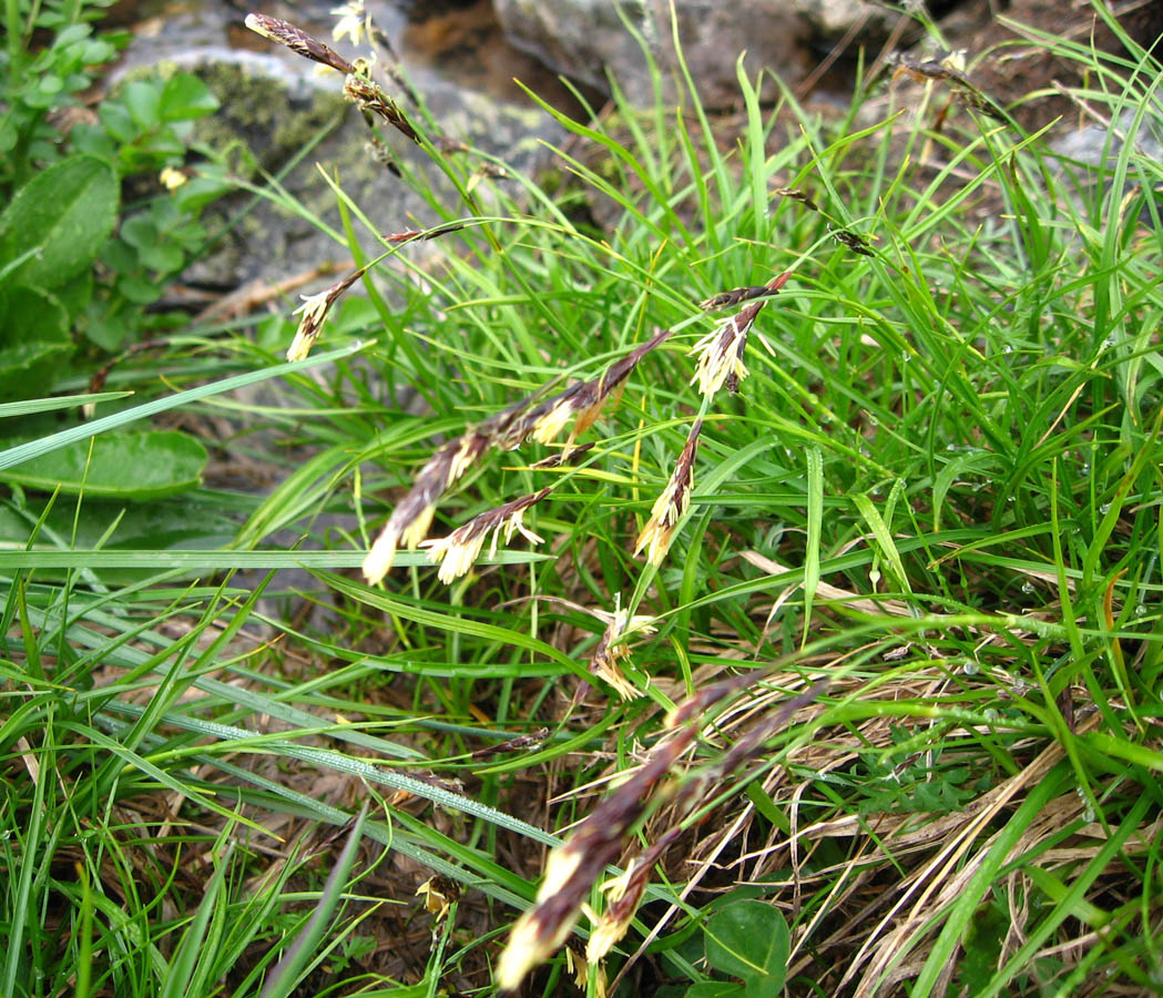 Image of Carex huetiana specimen.