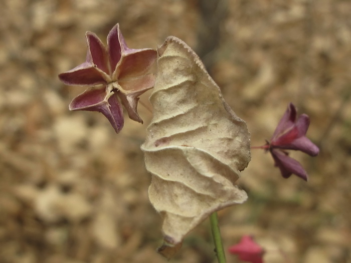 Image of Euonymus pauciflorus specimen.