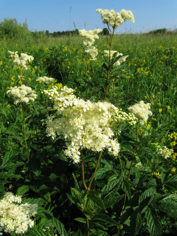 Изображение особи Filipendula ulmaria.