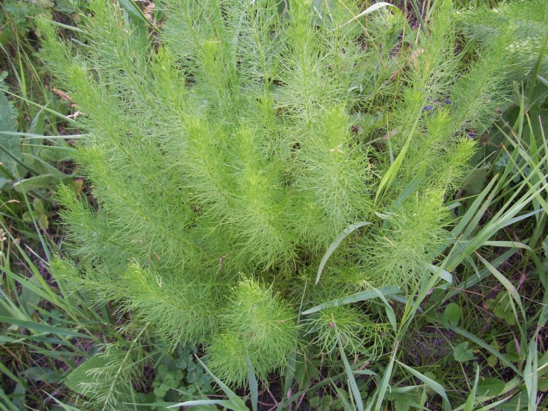 Image of Adonis vernalis specimen.