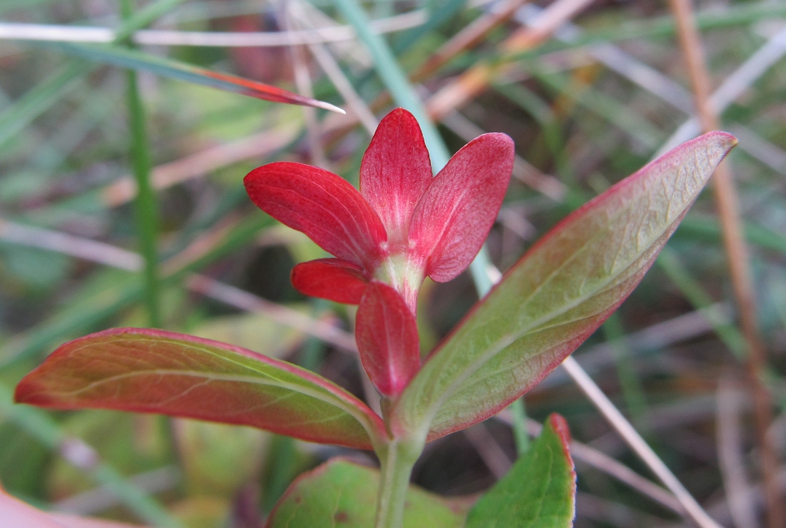 Image of Hypericum androsaemum specimen.