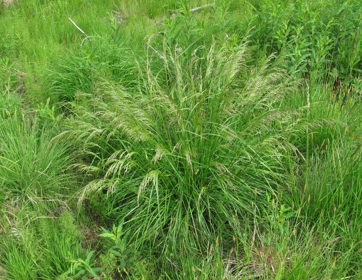 Изображение особи Deschampsia cespitosa.