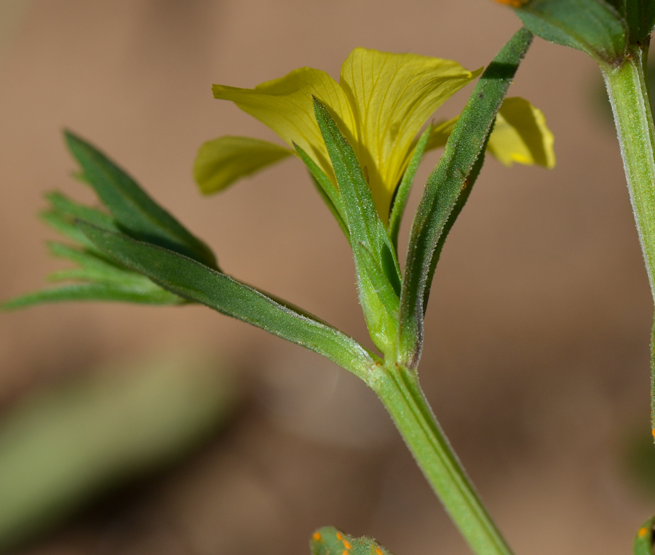 Image of Linum nodiflorum specimen.