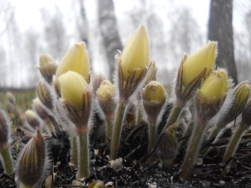 Изображение особи Pulsatilla orientali-sibirica.