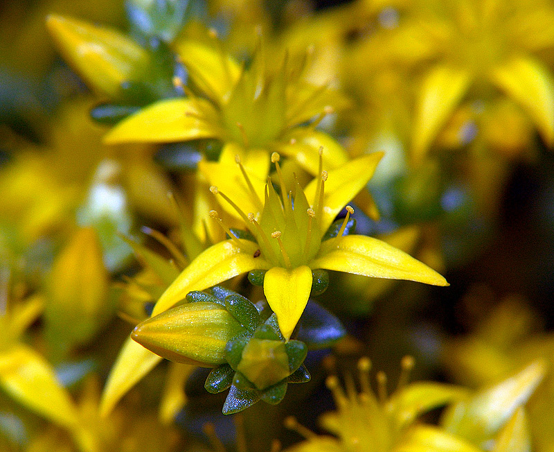 Image of Sedum acre specimen.