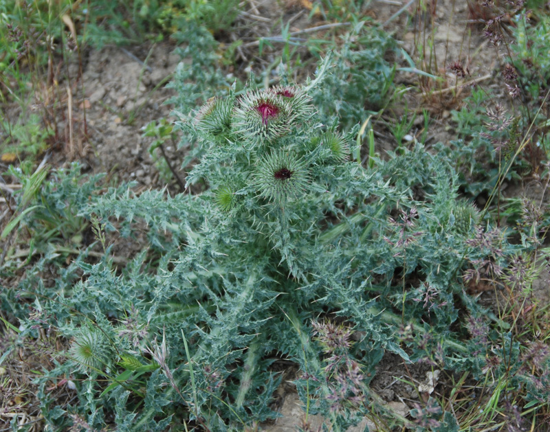 Изображение особи Carduus uncinatus ssp. davisii.