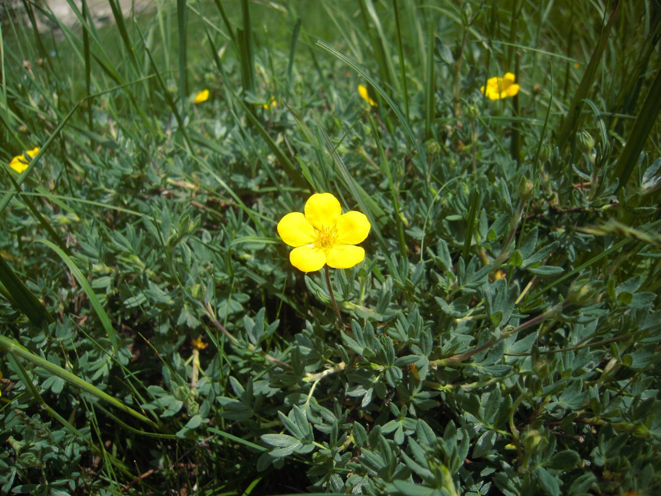 Image of Dasiphora fruticosa specimen.