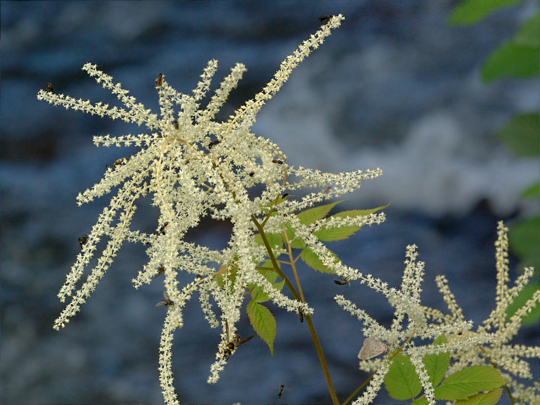 Image of Aruncus sylvestris specimen.