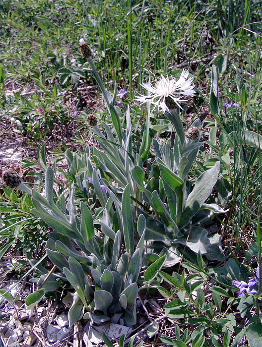 Изображение особи Centaurea czerkessica.