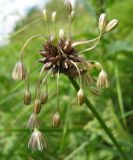 Allium oleraceum. Соцветие с цветками и луковичками. Тульская обл., Заокский р-н, насыпь железной дороги. 14 июля 2012 г.