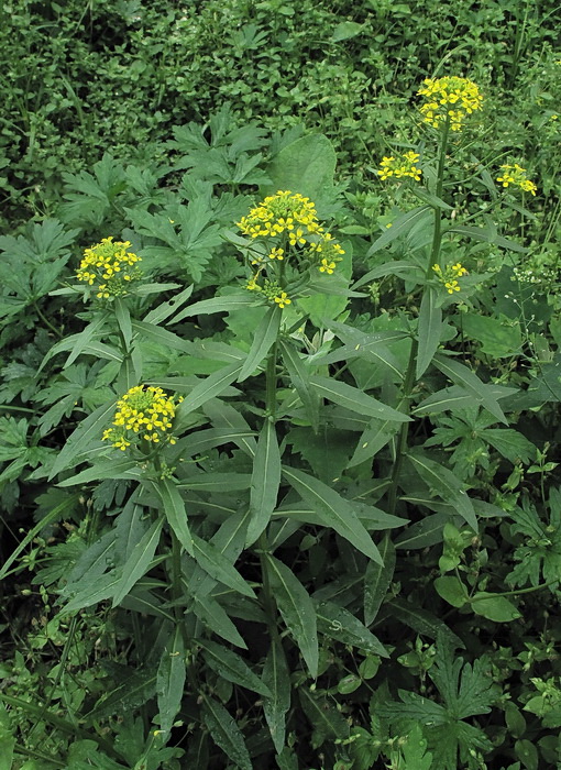 Image of Erysimum cheiranthoides specimen.