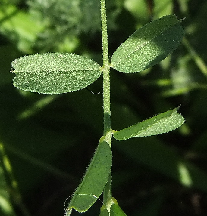 Image of Vicia grandiflora specimen.