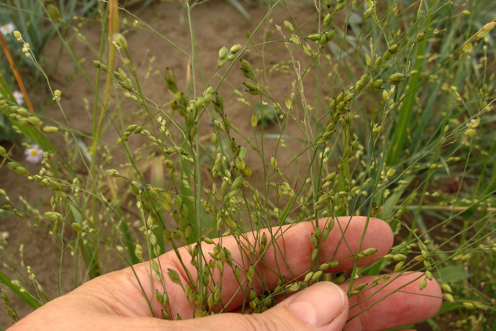 Image of Panicum miliaceum ssp. ruderale specimen.