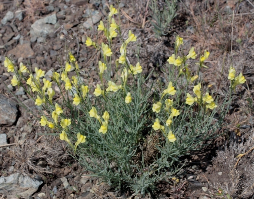 Изображение особи Linaria uralensis.