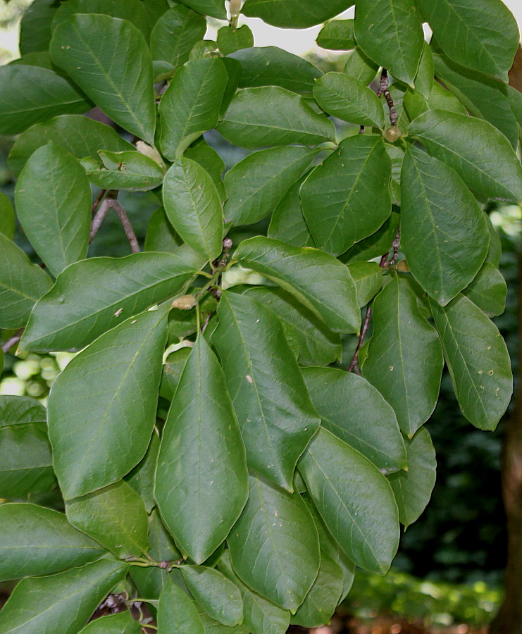 Image of Magnolia salicifolia specimen.