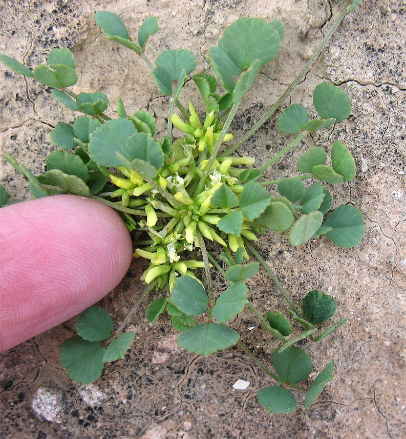 Изображение особи Trigonella stellata.