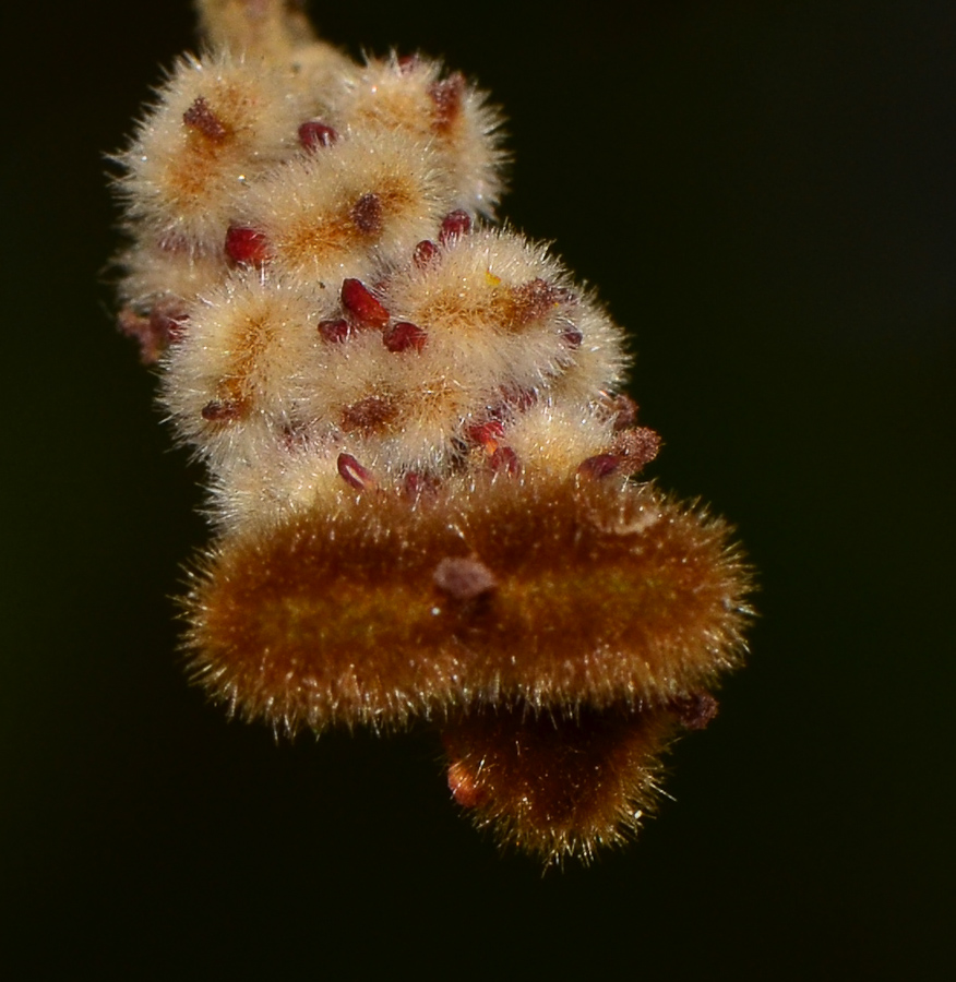 Image of Alectryon tomentosum specimen.