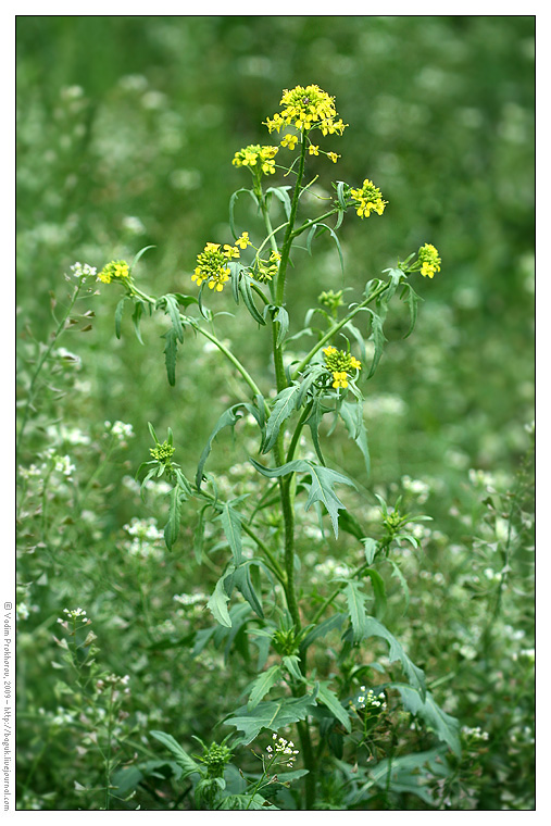 Изображение особи Sisymbrium loeselii.