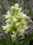 Dactylorhiza подвид georgica