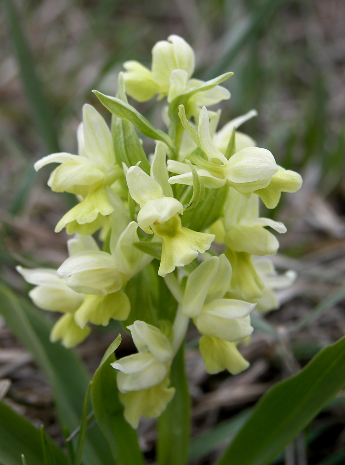 Image of Dactylorhiza romana ssp. georgica specimen.