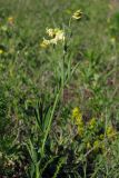 Lathyrus lacteus