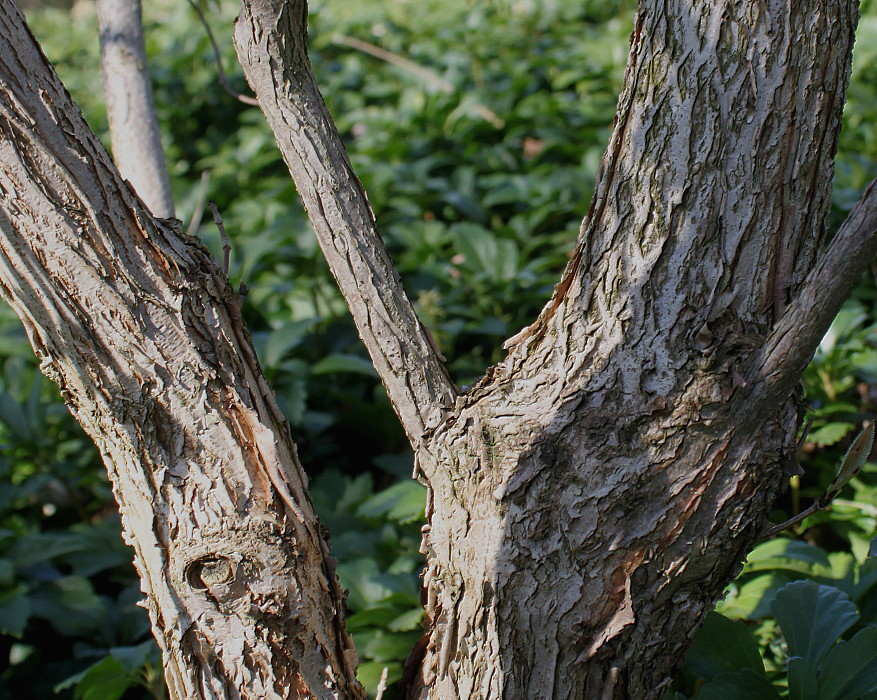 Image of Acer triflorum specimen.