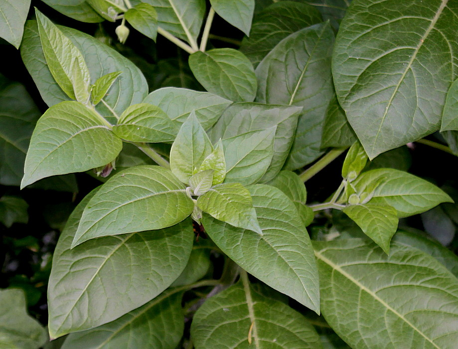 Image of Atropa bella-donna specimen.