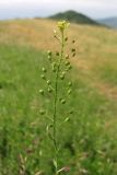 Camelina microcarpa. Верхняя часть растения. Крым, южный склон Демерджи. 7 июня 2013 г.