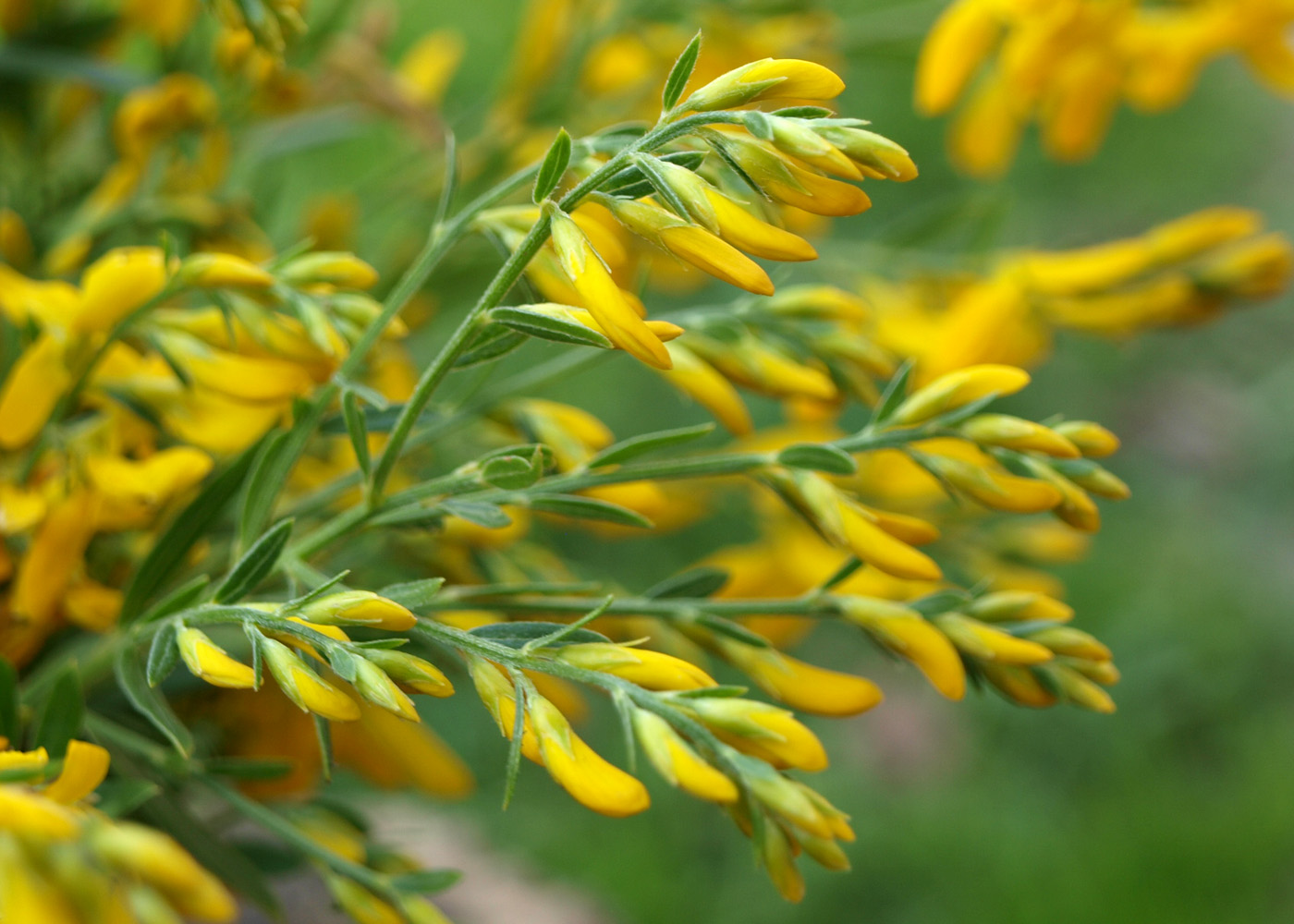 Image of Genista tinctoria specimen.