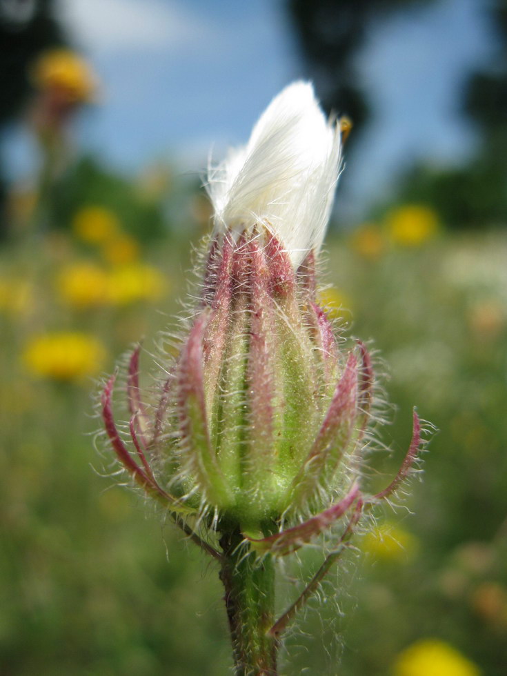 Изображение особи Crepis rhoeadifolia.