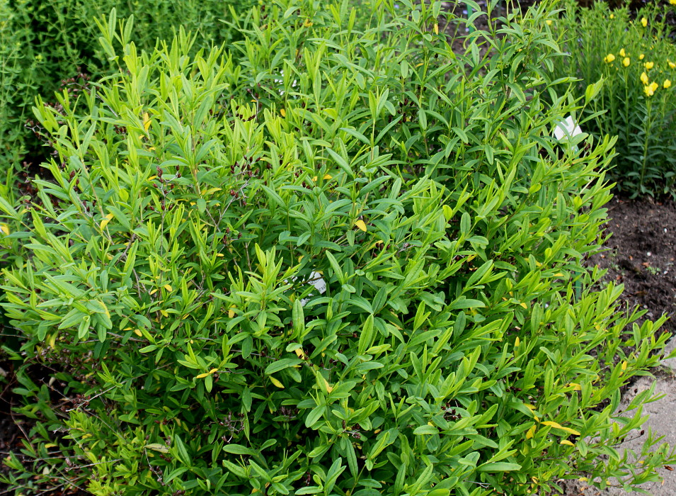 Image of Hypericum frondosum specimen.