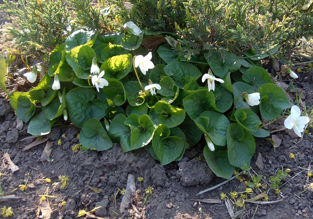 Image of genus Viola specimen.