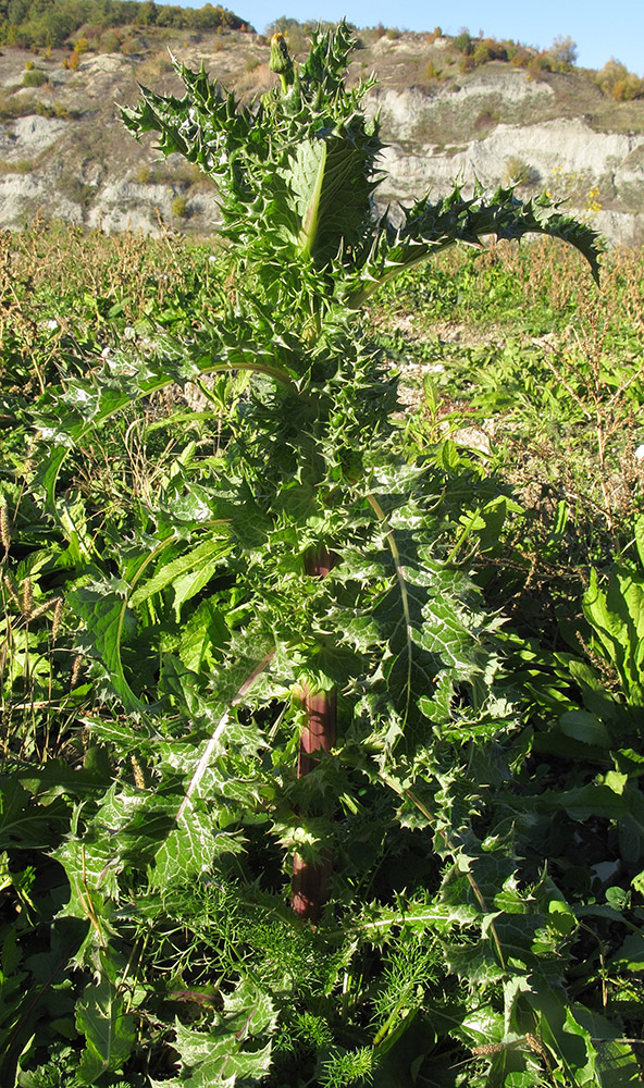 Image of Sonchus asper specimen.