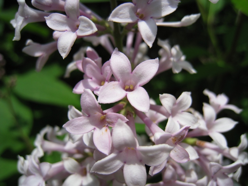 Image of Syringa josikaea specimen.