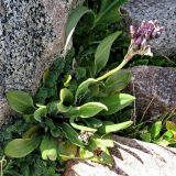 Primula turkestanica. Плодоносящее растение. Заилийское Алатау, конец июля.