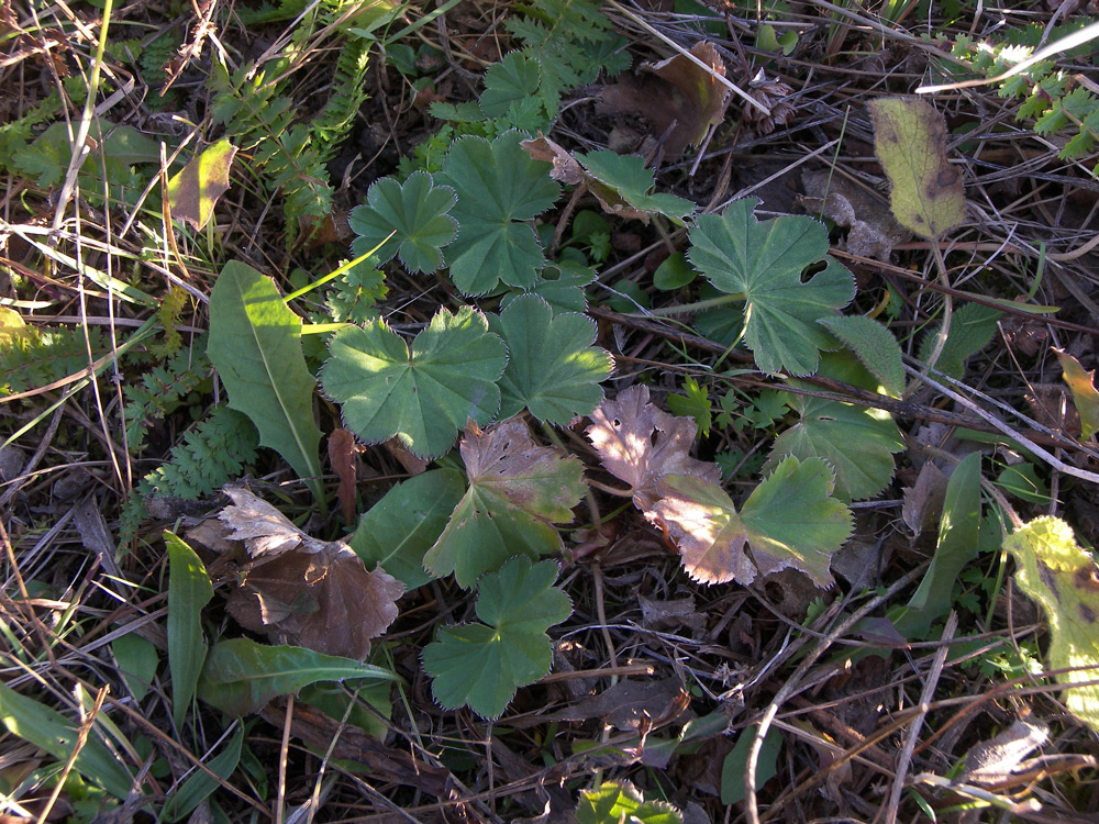 Изображение особи Alchemilla languida.