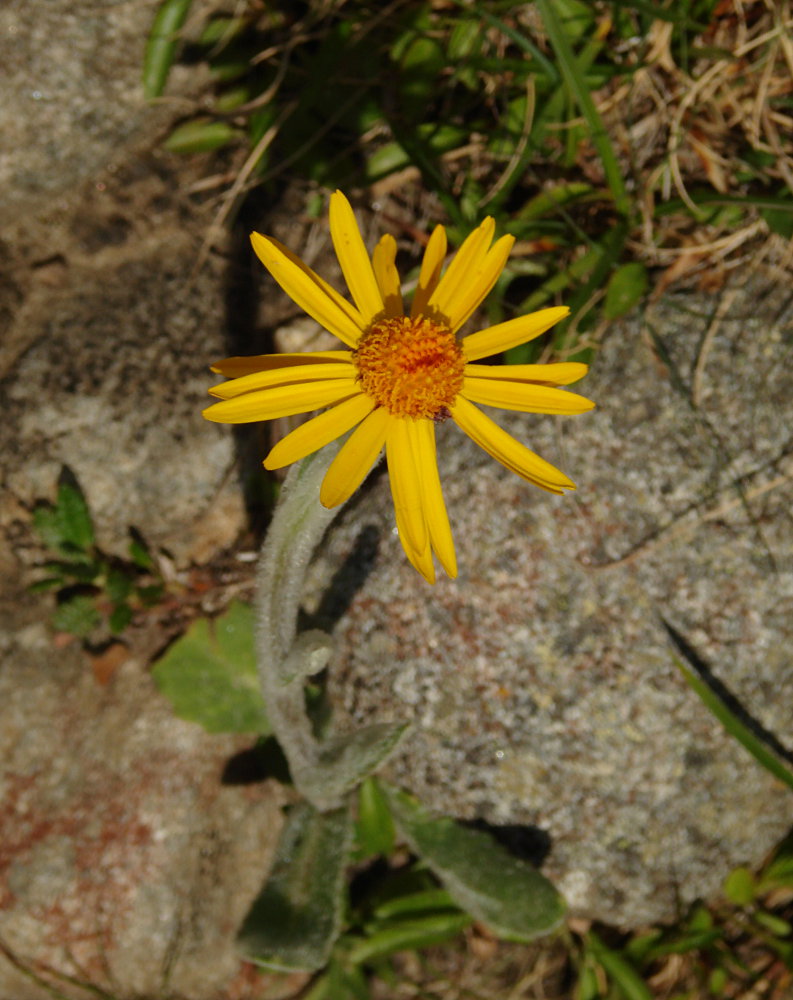 Image of Tephroseris turczaninovii specimen.