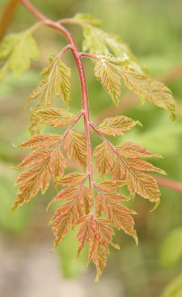 Изображение особи Koelreuteria paniculata.