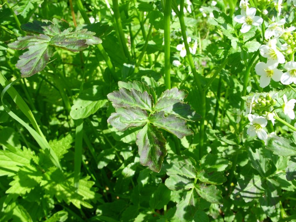 Изображение особи Cardamine prorepens.