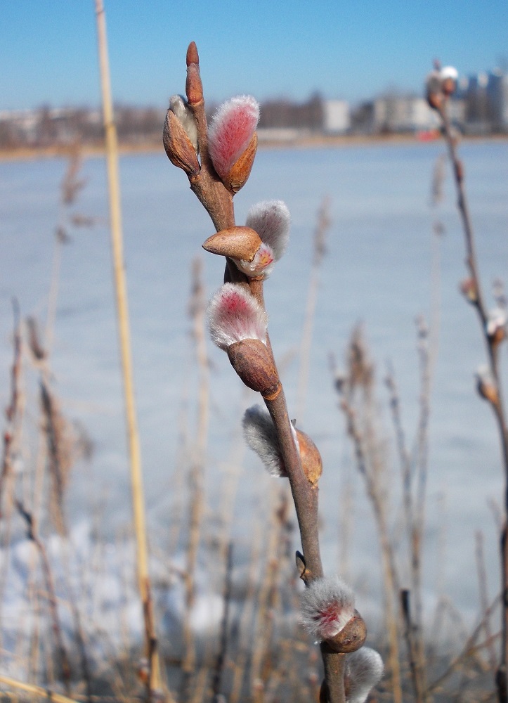 Image of Salix cinerea specimen.