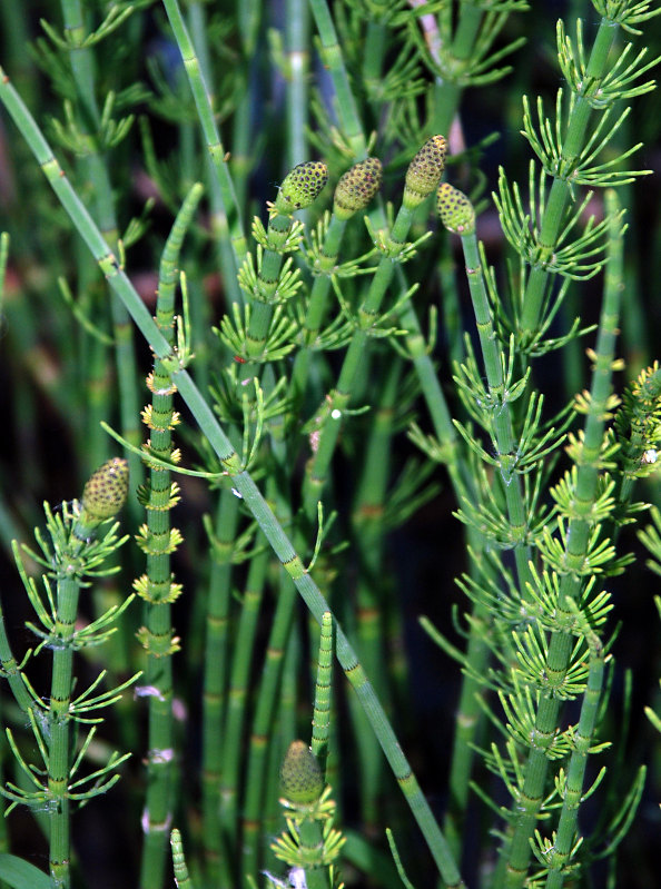 Image of Equisetum fluviatile specimen.