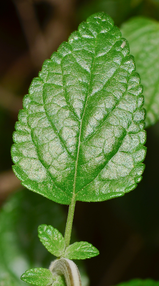 Изображение особи Salvia microphylla.