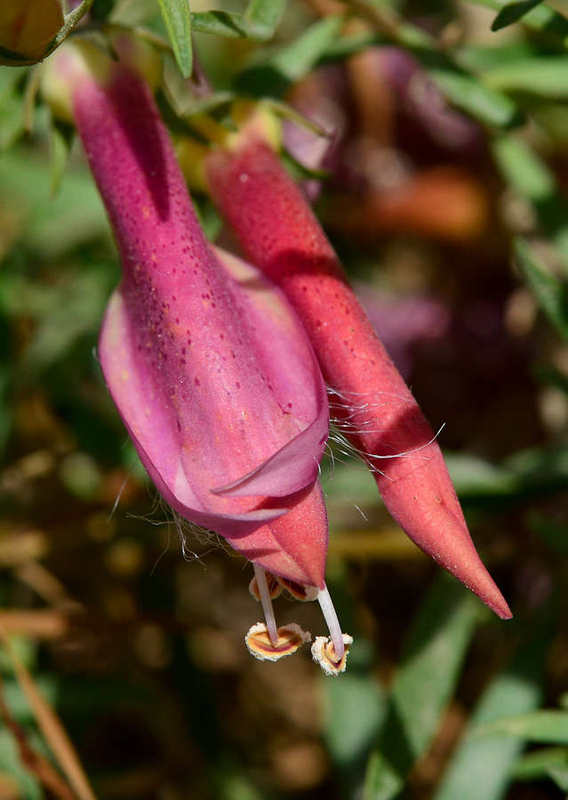 Image of Eremophila maculata specimen.