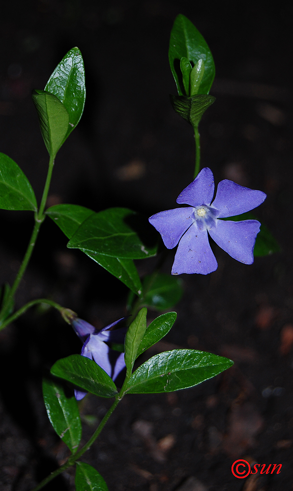 Image of Vinca minor specimen.