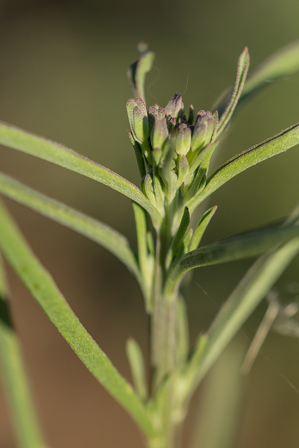 Image of Erysimum canescens specimen.