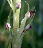 Himantoglossum adriaticum