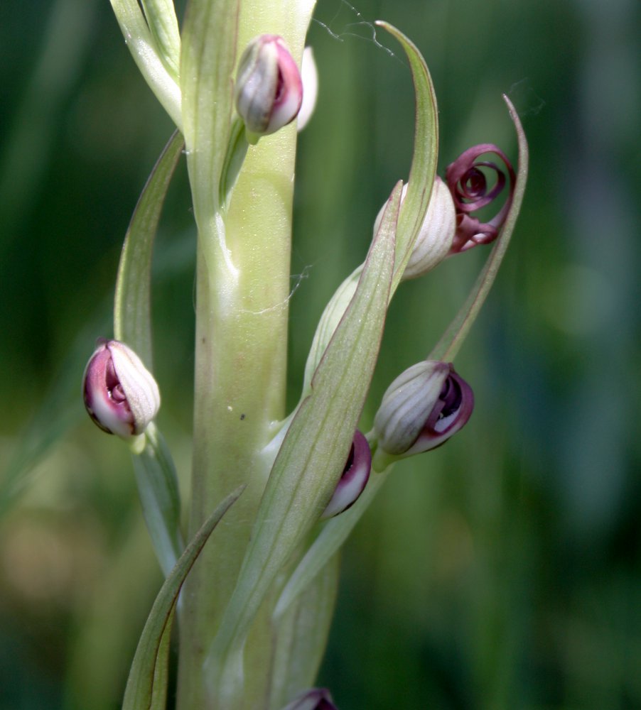 Image of Himantoglossum adriaticum specimen.